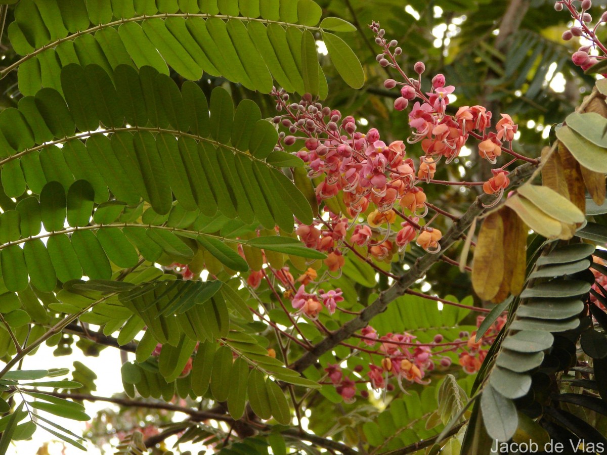 Cassia grandis L.f.